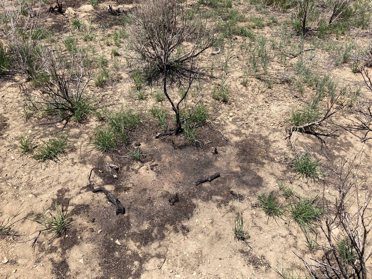 Scorched Bush